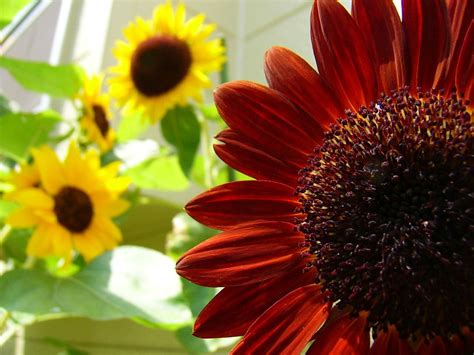 Download and use 1,000+ sunflower stock photos for free. red sunflower wallpaper | Red sunflowers, Sunflower ...