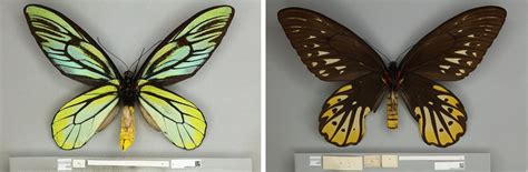 Queen Alexandras Birdwing What Is The Largest Butterfly In The World