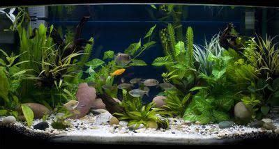 Card with two playing goldfishes. black and white gravel for fish tank - Google Search ...