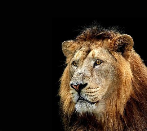 Lion Poster Big Cats Lions Posters Hd Wallpaper Peakpx