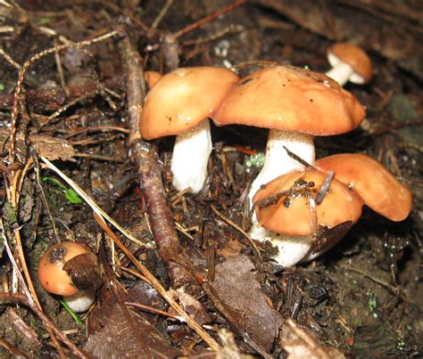 Georgia Mushrooms Mushroom Hunting And Identification