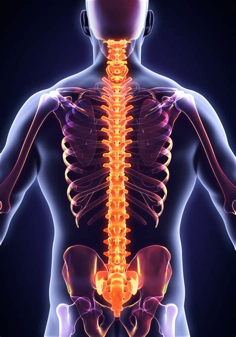 Knowledge Is Power Why Your Spine Is So Important Homewood