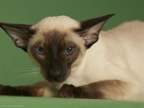 Siamese Cat Wallpapers For Desktop 66 Images