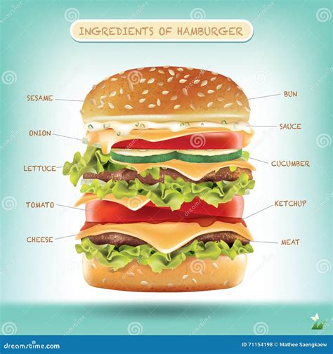 Hamburger Ingredients Vector Infographics Stock Vector Image 71154198