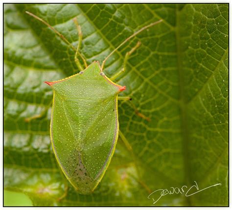 Adult Southern Green Stink Bug By Dewardb On Deviantart