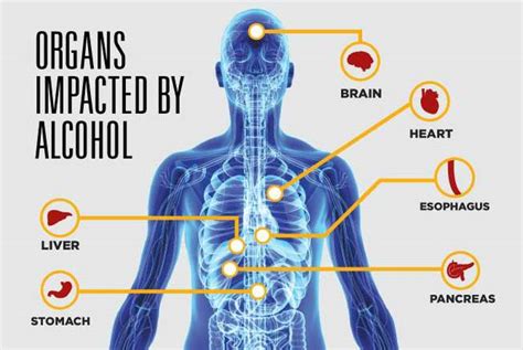 Alcohols Impact On Your Organs Mountainview Hospital