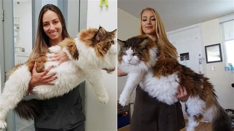Meet Samson The Largest Cat In Nyc A Gentle Giant Bluekingo Meet