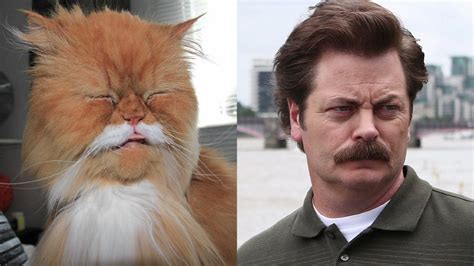 These 15 Cats That Look Like Celebrities Will Totally Baffle You