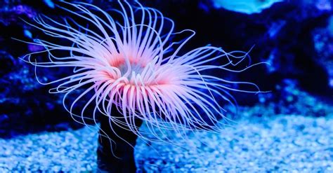 10 Incredible Sea Anemone Facts Az Animals