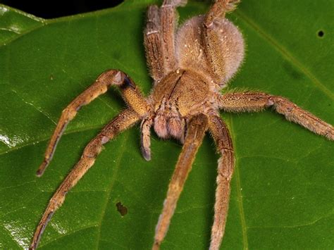 Amazing Facts About Brazilian Wandering Spiders Page 2 Animal