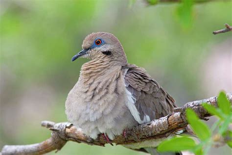 White Winged Doves Are Invading Our Mourning Dove Territory