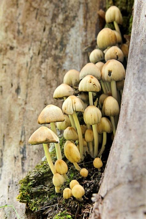 Cluster Of Wild Mushrooms Growing On Old Stump Stock Photo Image