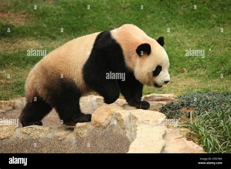 Giant Panda Panda Macau Pandas Pavillion Macau Stock Photo Alamy