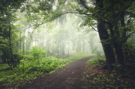 Road In Enchanted Misty Forest Stock Image Image Of Ecosystem
