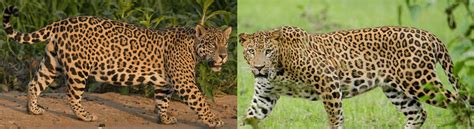 Leopard And Jaguar Differences Home Design Ideas