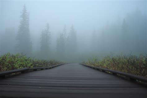 Free Images Landscape Pathway Grass Blur Fog Road Mist