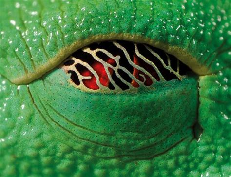 Sleeping Red Eyed Tree Frog Woahdude