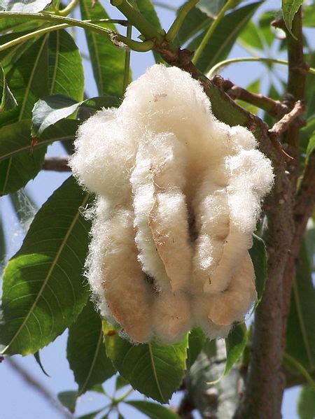 Jardins De Agharta Toborochi Tree Ceiba Speciosa árvore De Fio De Seda