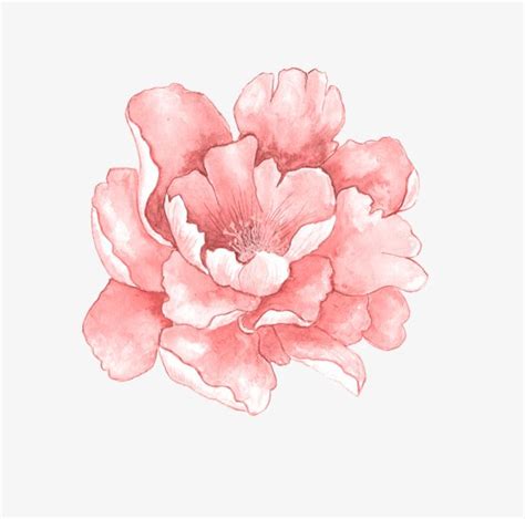 A Peony Flower PNG Images Flower Clipart Hand Painted Flowers PNG