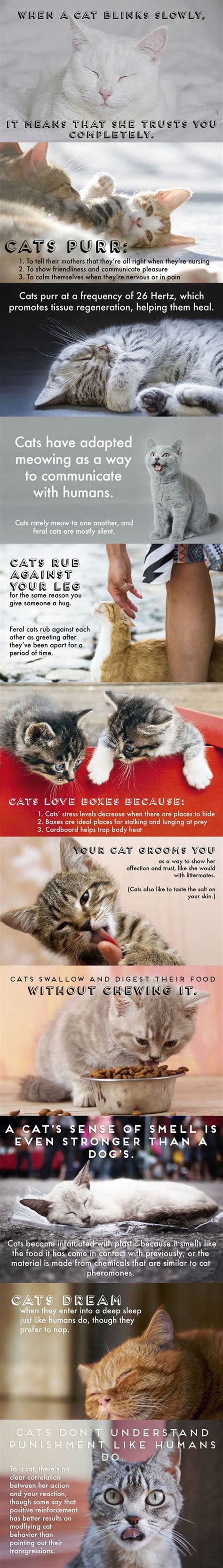Something You Probably Didnt Know About Cats 9GAG