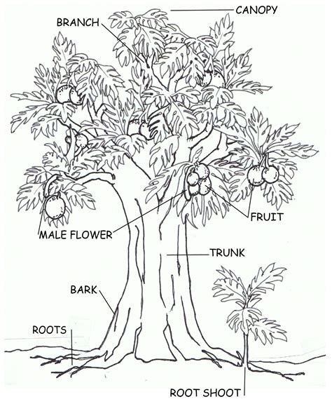 Trees Sketch Breadfruit Tree