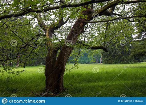 Tree In The Meadow Stock Photo Image Of Grass Landscape