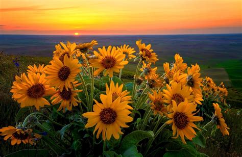 Nature Sunflowers Sunset Wallpapers Hd Desktop And
