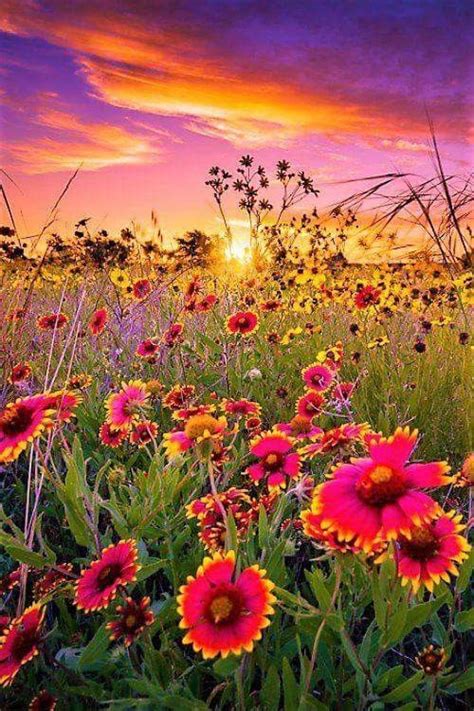 Pin By Johnkiew On Awesome Pix Etc Wild Flower Meadow Beautiful
