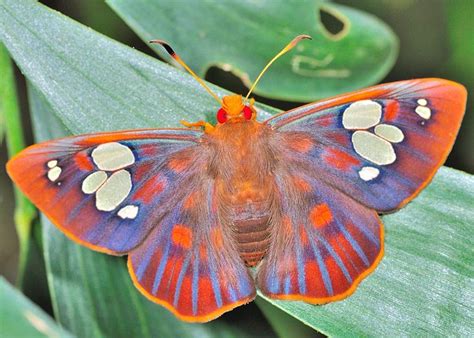 Red Eyed Ornate Dusk Flat Moth Beautiful Butterflies Beautiful Bugs