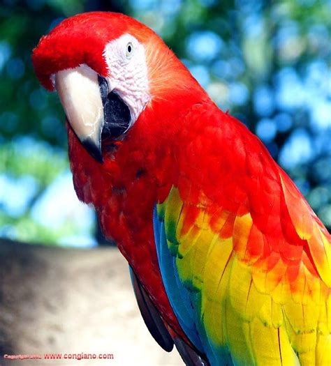 Red Parrots Are The Beautiful Birds Which Show The Fantastic Beauty Of