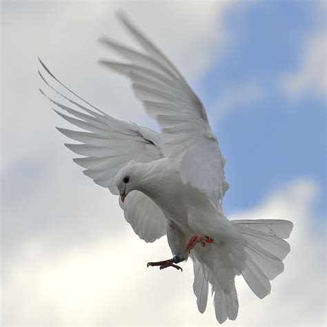 White Pigeon Landing Leeds Streetphotography Flickr