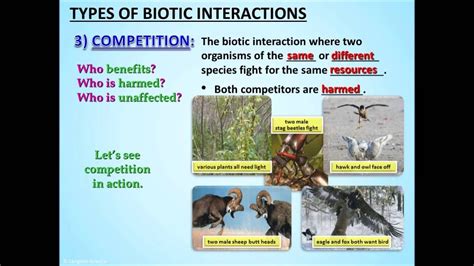 Biotic Interactions Powerpoint Tangstar Science Ecology Lessons