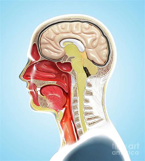 Human Head Anatomy Photograph By Pixologicstudioscience Photo Library