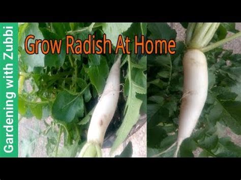 How To Grow Radish In Pot Grow Radishes At Home Easily Gardening