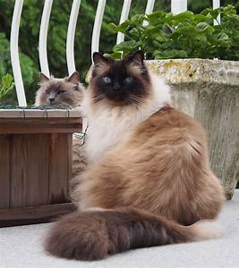 Two Cats Sitting Next To Each Other Near A Potted Plant On The Ground