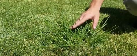 How To Get Rid Of Tall Fescue Grass Killer