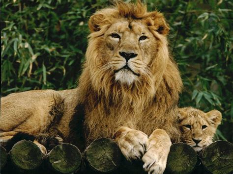 London Zoo To Increase Pride Of Asiatic Lions And Fund Conservation