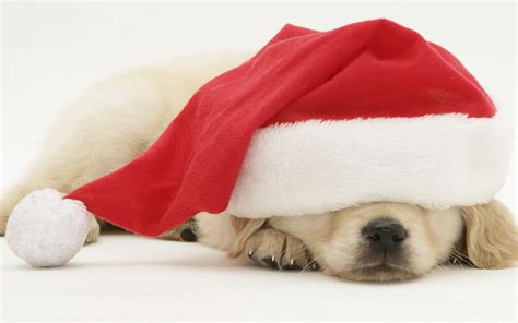 Cute Christmas Puppy Wallpapers Top Free Cute Christmas Puppy