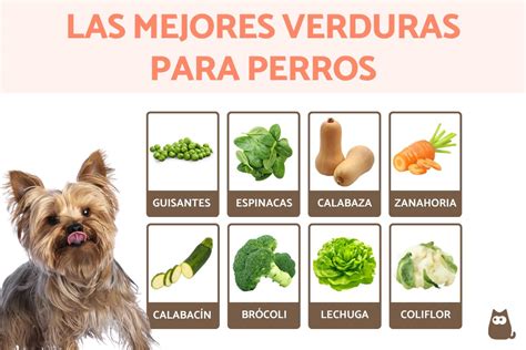 Frutas Y Verduras Recomendadas Para Perros GuÍa Completa
