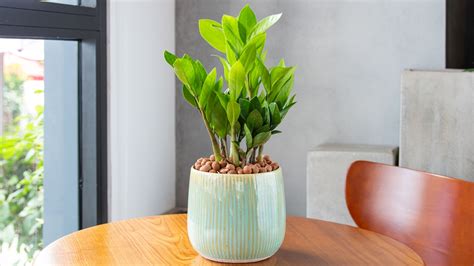 How To Care For A Zz Plant