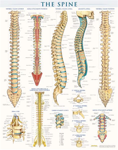 Back Anatomy Spine