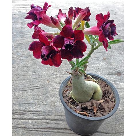 The characteristic lack of water makes deserts generally inhospitable this variation stresses rocks, which breakdown over time. Adenium Desert Rose Black Window: Logee's Tropical Plants
