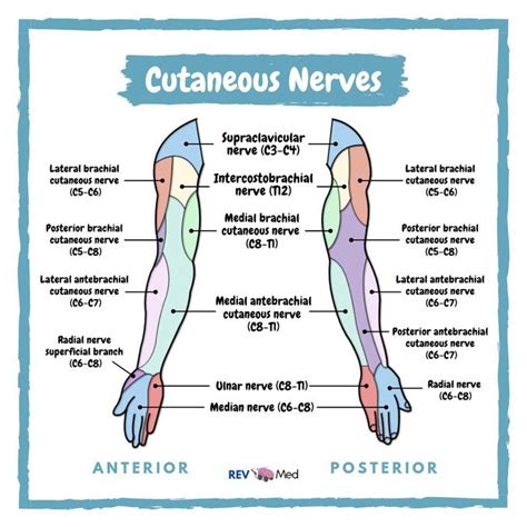 Upper Limb Nerves Skin Dermatomes Anatomy Human Anatomy And My XXX Hot Girl