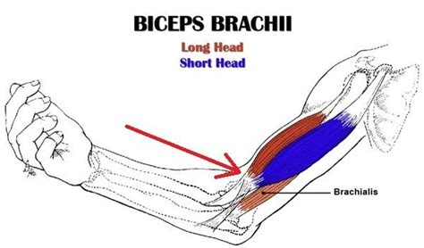 Biceps Brachii Rotator Cuff Sports Medicine Spur Ribs Result