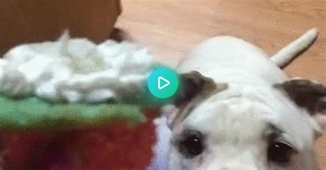 My Dog Willy Demonstrating The Correct Way To Eat A Cupcake  On Imgur