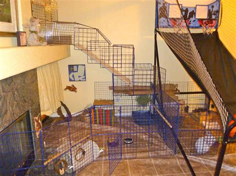 Housing Pet Rabbit Indoors