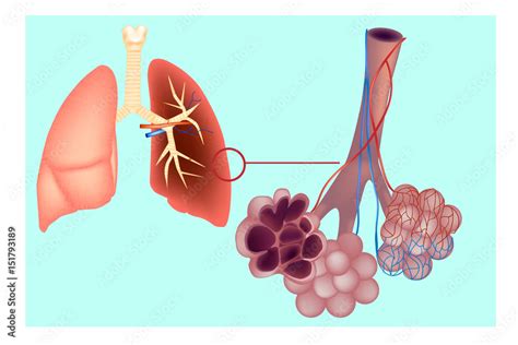 Diagram The Pulmonary Alveolus Air Sacs In The Lung The Respiratory System Lungs With Detail