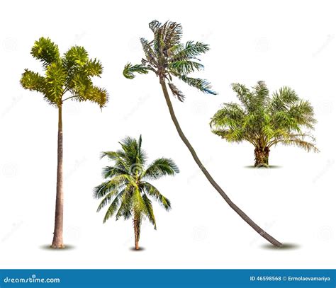 different tropical palm trees vector stock illustrations 357 different tropical palm trees