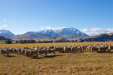 Sheep And Grass Field In New Zealand Stock Image Image Of Outdoors