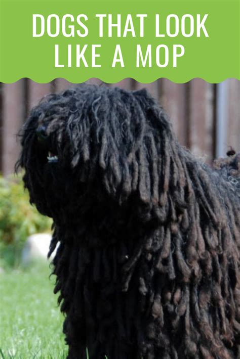 6 Dogs That Look Like A Mop Aka Mop Dogs Artofit